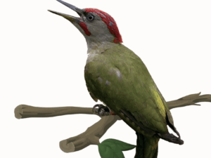 Picornelh